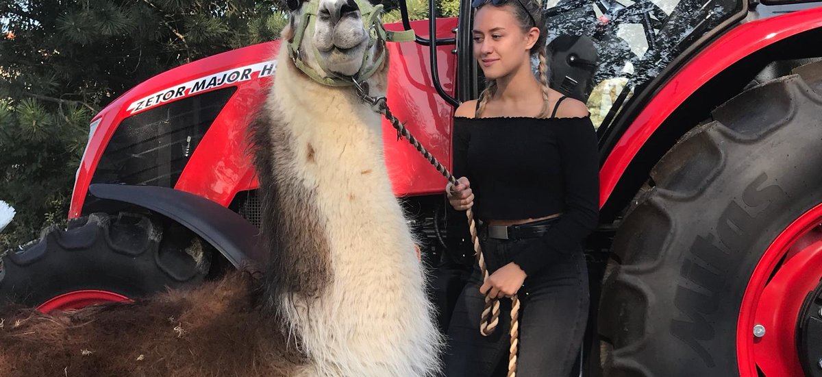 Meeting llamas with ZETOR