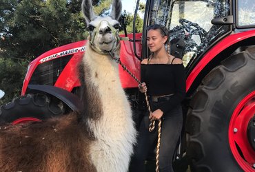 Meeting llamas with ZETOR